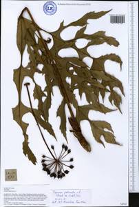 Trevesia palmata (Roxb. ex Lindl.) Vis., Зарубежная Азия (ASIA) (Лаос)