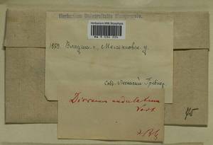 Dicranum polysetum Sw., Гербарий мохообразных, Мхи - Центральное Нечерноземье (B6) (Россия)