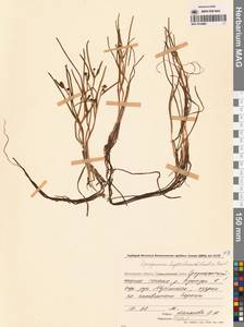 Ежеголовник северный  Laest. ex Beurl., Сибирь, Чукотка и Камчатка (S7) (Россия)