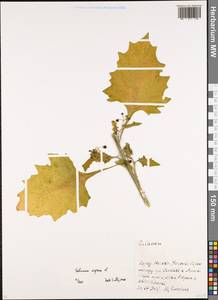 Паслен черный L., Восточная Европа, Московская область и Москва (E4a) (Россия)