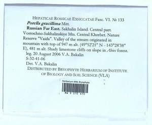 Porella gracillima Mitt., Гербарий мохообразных, Мхи - Дальний Восток (без Чукотки и Камчатки) (B20) (Россия)