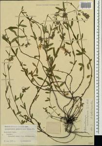 Солнцецвет монетолистный (L.) Mill., Крым (KRYM) (Россия)