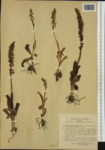 Orchis anthropophora (L.) All., Западная Европа (EUR) (Италия)