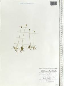 Тофильдия крошечная, Тофильдия низкая (Michx.) Pers., Восточная Европа, Северный район (E1) (Россия)