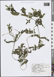 Рдест курчавый L., Восточная Европа, Центральный лесостепной район (E6) (Россия)