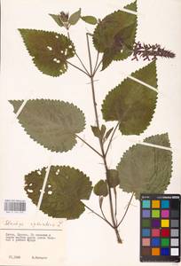 MHA 0 156 050, Чистец лесной L., Восточная Европа, Литва (E2a) (Литва)