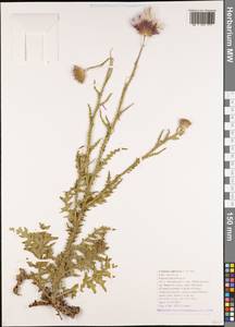 Чертополох прижатый C. A. Mey., Кавказ, Черноморское побережье (от Новороссийска до Адлера) (K3) (Россия)