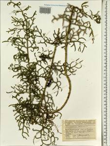 Palhinhaea cernua (L.) Vasc. & Franco, Африка (AFR) (Сейшельские острова)