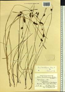 Осока малосемянная Michx., Сибирь, Дальний Восток (S6) (Россия)