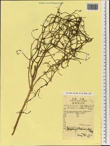 Asparagus trichophyllus Bunge, Зарубежная Азия (ASIA) (КНР)