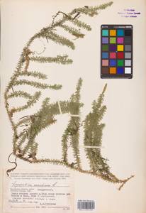 Spinulum annotinum subsp. annotinum, Восточная Европа, Центральный район (E4) (Россия)