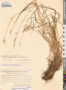 × Elyhordeum, Сибирь, Чукотка и Камчатка (S7) (Россия)
