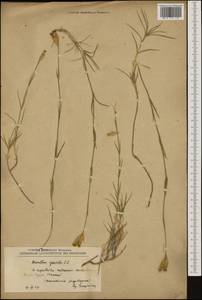 Dianthus gracilis, Западная Европа (EUR) (Северная Македония)