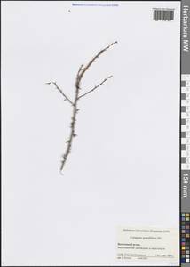 Карагана крупноцветковая DC., Кавказ, Грузия (K4) (Грузия)