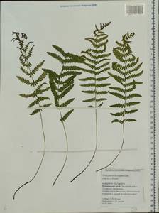 Amauropelta noveboracensis (L.) S. E. Fawc. & A. R. Sm., Сибирь, Дальний Восток (S6) (Россия)