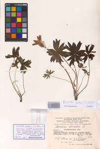 Прострел раскрытый, Сон-трава (L.) Mill., Восточная Европа, Западно-Украинский район (E13) (Украина)