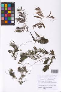 Роголистник светло-зеленый L., Восточная Европа, Нижневолжский район (E9) (Россия)