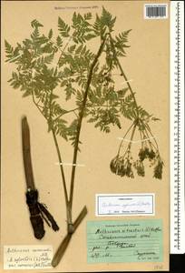 Anthriscus sylvestris subsp. sylvestris, Кавказ, Ставропольский край, Карачаево-Черкесия, Кабардино-Балкария (K1b) (Россия)