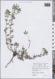 Potentilla × angarensis Popov, Сибирь, Прибайкалье и Забайкалье (S4) (Россия)