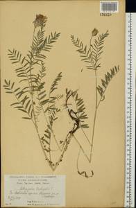 Астрагал эспарцетный L., Восточная Европа, Центральный лесостепной район (E6) (Россия)