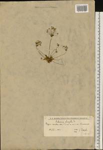 Проломник удлиненный L., Восточная Европа, Нижневолжский район (E9) (Россия)