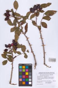 Шиповник бальзамический Besser, Восточная Европа, Ростовская область (E12a) (Россия)