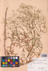 Качим метельчатый L., Восточная Европа, Центральный лесостепной район (E6) (Россия)