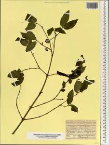 Pyrostria bibracteata (Baker) Cavaco, Африка (AFR) (Сейшельские острова)