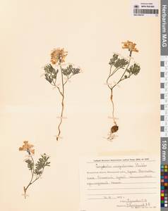 Хохлатка магаданская A.P.Khokhr., Сибирь, Чукотка и Камчатка (S7) (Россия)