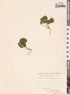 Фиалка Селькирка Pursh ex Goldie, Сибирь, Дальний Восток (S6) (Россия)