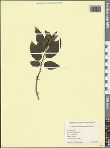 Carpinus × schuschaensis H.J.P.Winkl., Кавказ, Азербайджан (K6) (Азербайджан)