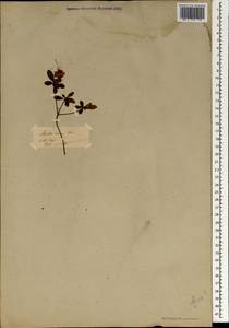 Rhododendron indicum (L.) Sweet, Зарубежная Азия (ASIA) (Эстония)