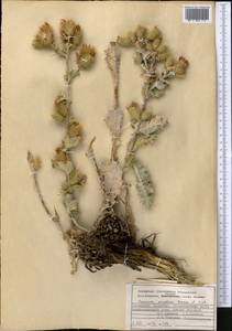 Cousinia oreodoxa Bornm. & Sint., Средняя Азия и Казахстан, Копетдаг, Бадхыз, Малый и Большой Балхан (M1) (Туркмения)