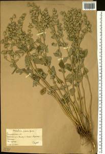 Marrubium parviflorum subsp. parviflorum, Восточная Европа, Нижневолжский район (E9) (Россия)