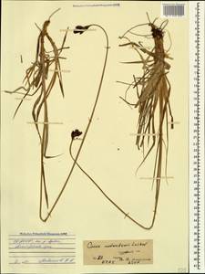 Carex aterrima subsp. medwedewii (Leskov) T.V.Egorova, Кавказ, Северная Осетия, Ингушетия и Чечня (K1c) (Россия)