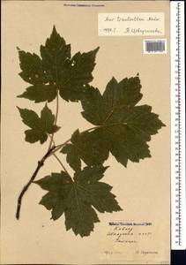 Acer heldreichii subsp. trautvetteri (Medvedev) A. E. Murray, Кавказ, Абхазия (K4a) (Абхазия)