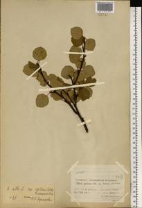 Береза пушистая Ehrh., Восточная Европа, Северный район (E1) (Россия)