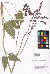 MHA 0 156 261, Salvia nutans × stepposa, Восточная Европа, Центральный лесостепной район (E6) (Россия)