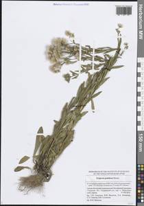 Мелколепестник подольский Besser, Восточная Европа, Средневолжский район (E8) (Россия)