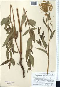 Кенигия альпийская (All.) T.M.Schust. & Reveal, Средняя Азия и Казахстан, Джунгарский Алатау и Тарбагатай (M5) (Казахстан)