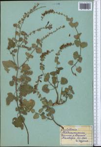 Шлемник, Средняя Азия и Казахстан, Памир и Памиро-Алай (M2) (Таджикистан)