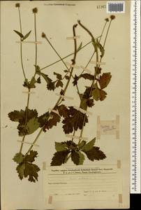 Гравилат городской L., Кавказ, Азербайджан (K6) (Азербайджан)