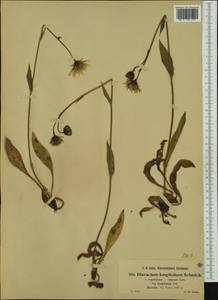 Hieracium longifolium Schleich. ex Froel., Западная Европа (EUR) (Швейцария)