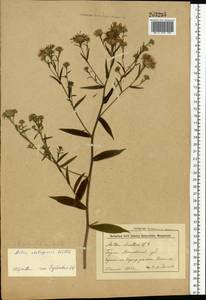 Symphyotrichum ×salignum (Willd.) G. L. Nesom, Восточная Европа, Белоруссия (E3a) (Белоруссия)