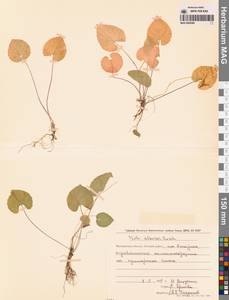 Фиалка Селькирка Pursh ex Goldie, Сибирь, Чукотка и Камчатка (S7) (Россия)