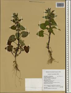 Lamium moschatum Mill., Зарубежная Азия (ASIA) (Кипр)