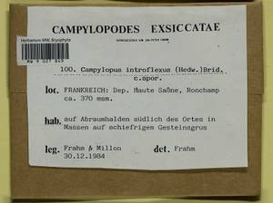 Campylopus introflexus (Hedw.) Brid., Гербарий мохообразных, Мхи - Западная Европа (BEu) (Франция)