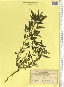 Лебеда татарская L., Восточная Европа, Московская область и Москва (E4a) (Россия)