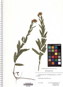 Pentanema asperum (Poir.) G. V. Boiko & Korniy., Восточная Европа, Восточный район (E10) (Россия)