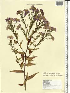 Symphyotrichum ×versicolor (Willd.) G. L. Nesom, Восточная Европа, Северо-Западный район (E2) (Россия)